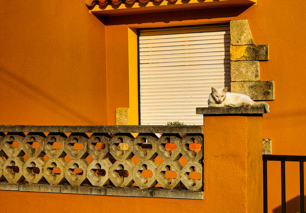 Cat Nap